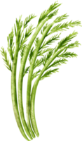 aquarelle aneth légume png