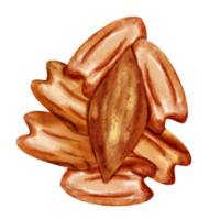 acquerello pecan clip arte png