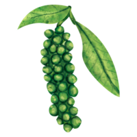 waterverf zwart peper png