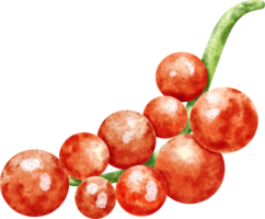 watercolor Redcurrant fruit png