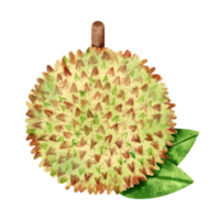 vattenfärg Durian frukt png