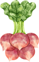 watercolor Radish vegetable png