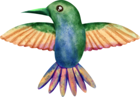 vattenfärg kolibri klämma konst png