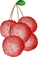 waterverf lychee fruit klem kunst png