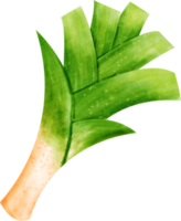 watercolor leek vegetable png