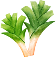 vegetal de alho-poró em aquarela png