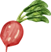 légume betterave aquarelle png