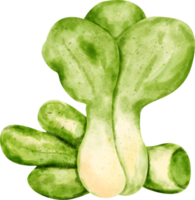 vattenfärg bok choy png