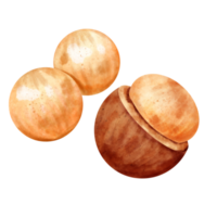 waterverf macadamia klem kunst png