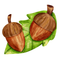 waterverf eikel- klem kunst png