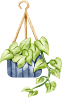 watercolor pothos plant png