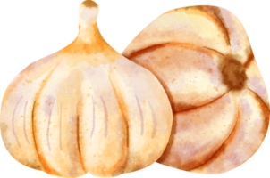 watercolor Garlic vegetable png