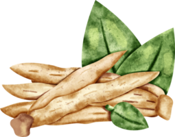 watercolor Finger root png