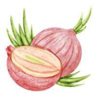 watercolor Onion vegetable png
