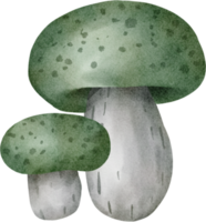 mushroom clip art watercolor png