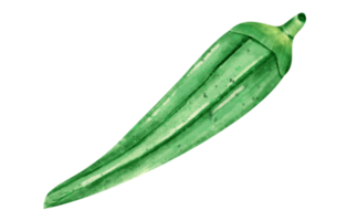 vegetal de quiabo em aquarela png