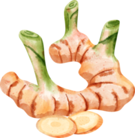 vattenfärg galangal krydda png