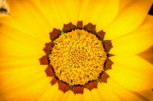 amarillo polen antecedentes foto