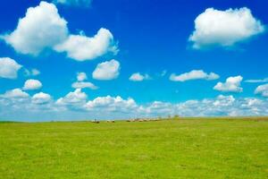 Beautiful meadow landscape photo