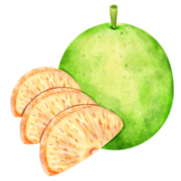 acquerello pomelo frutta png