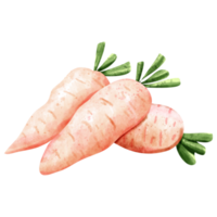 watercolor daikon vegetable png