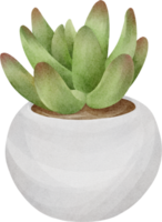 watercolor succulent plant png