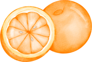 vattenfärg orange frukt klämma konst png