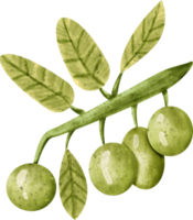 watercolor olive vegetable png