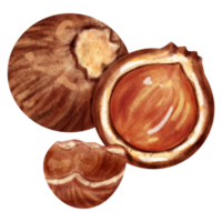 watercolor Hazelnut clip art png