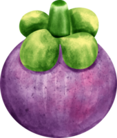 watercolor Mangosteen fruit png