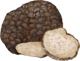 watercolor truffle mushroom png
