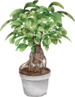 aguarela bonsai plantar png