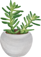 plante d'intérieur aquarelle png