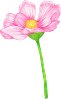 flor de cosmos acuarela png