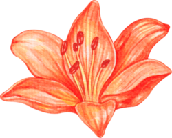 flor de lirio acuarela png