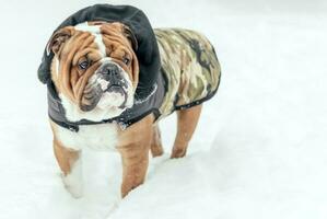 Portrait of English bulldog photo