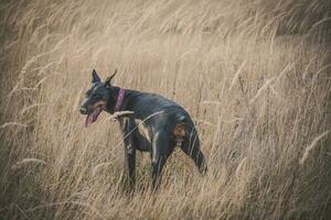 Dog in the field photo