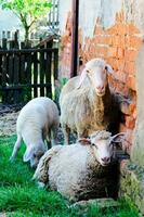 Sheeps on the farm photo