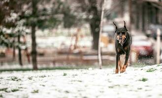 Doberman playing outdoor photo