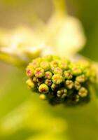 Grapes flower close up photo