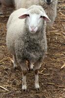 Single sheep on the farm photo