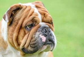 Portrait of English bulldog photo