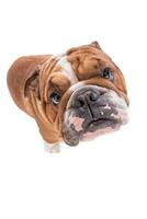 Retrato de bulldog inglés foto