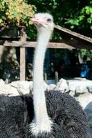 Ostrich female in zoo photo