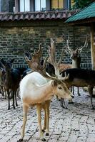 Deers in zoo photo