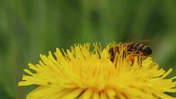 Busy bee on yellow dandelion flower blossom in springtime collects pollen while pollinating and dusting the flower blossom and honey production in beehive of a beekeeper as beneficial insect swarm video