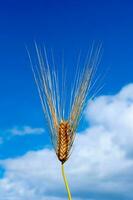 Wheat and sky photo