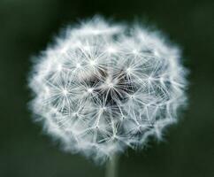 Dandelion close up photo