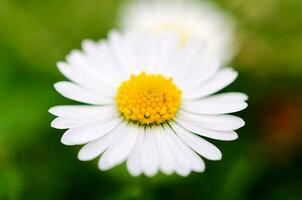 Daisy close up photo