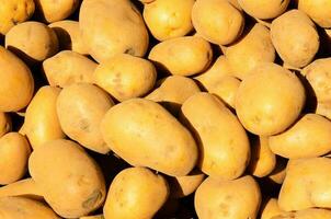 Sunny potato background photo